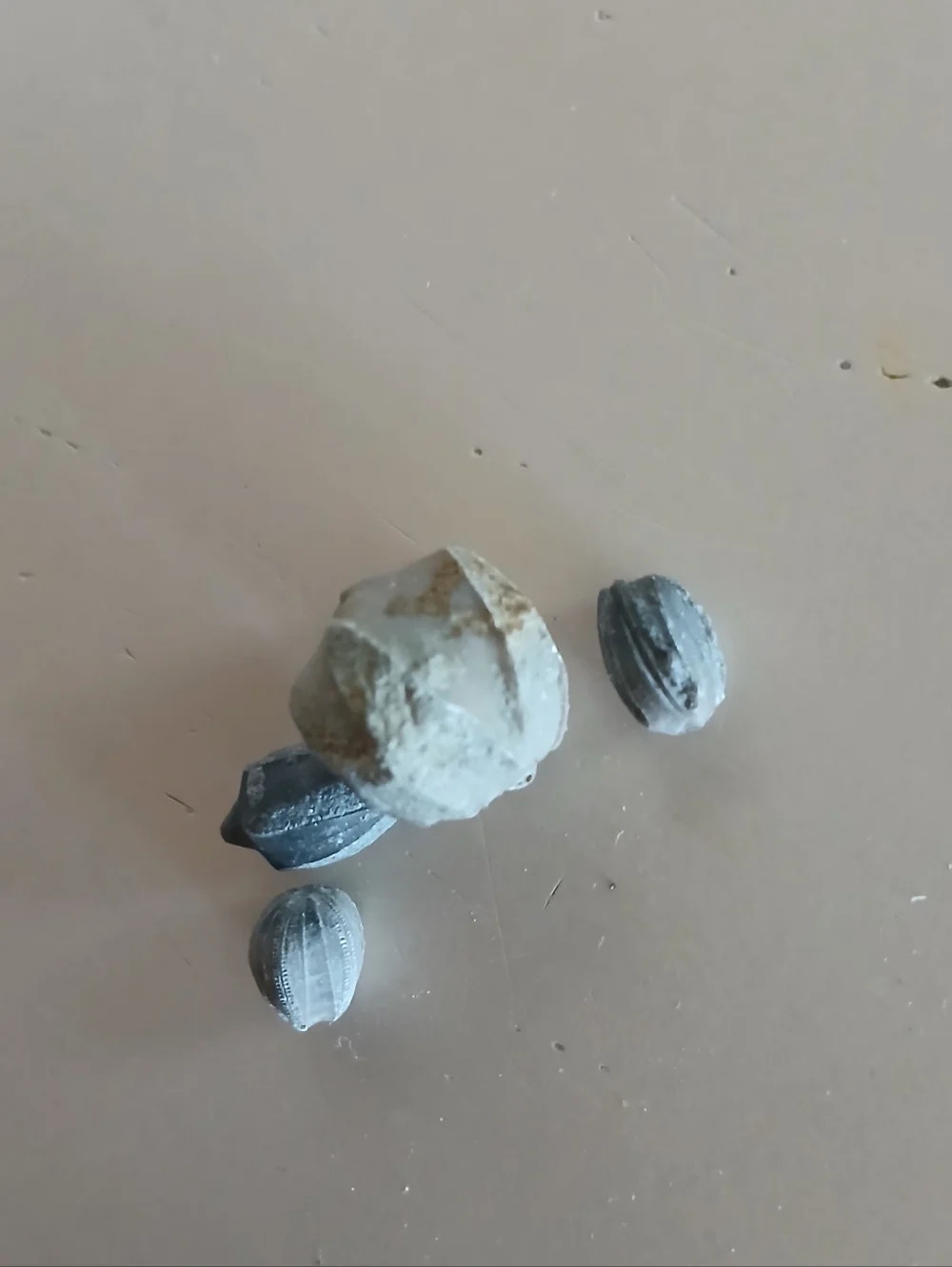 Fossil Collection - Picture 6 of 14